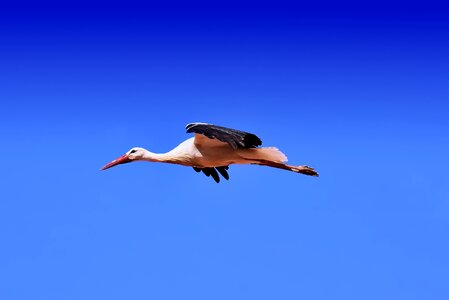 Birds plumage nature