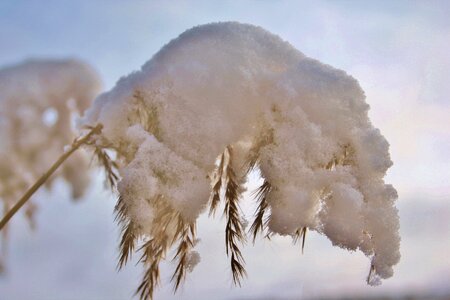Snow wintry landscape