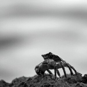 Crustaceans crab beach photo