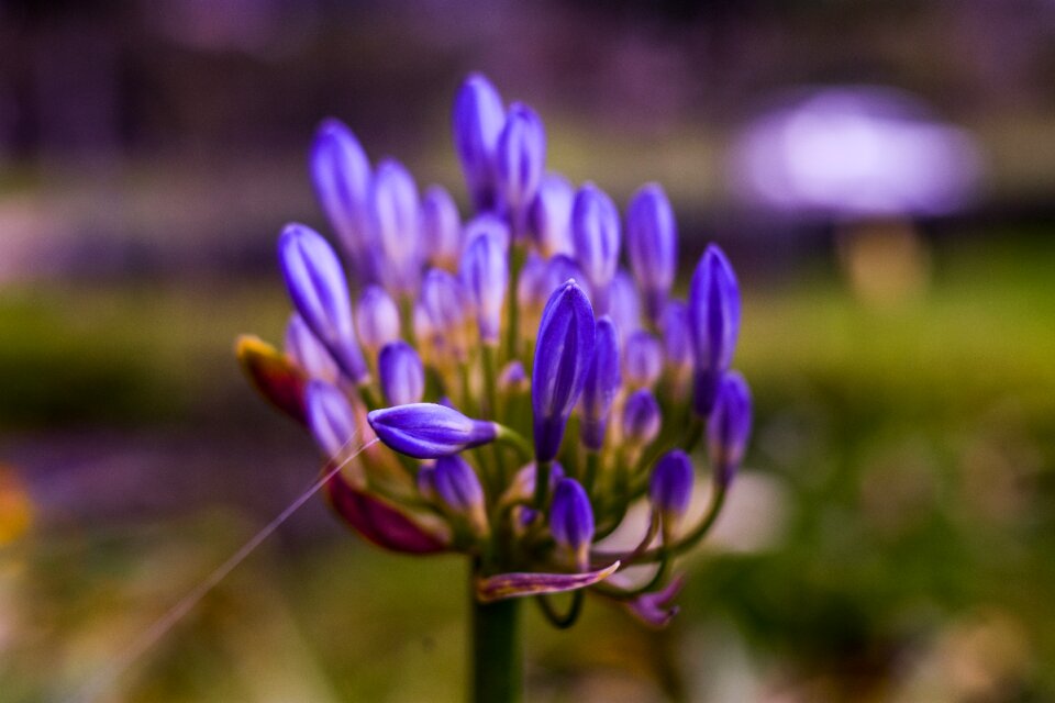 Flower lilac flowers