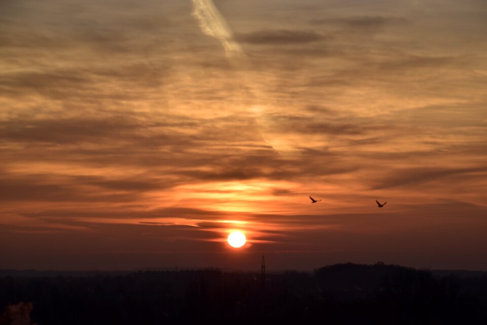 Birds in the morning sky photo