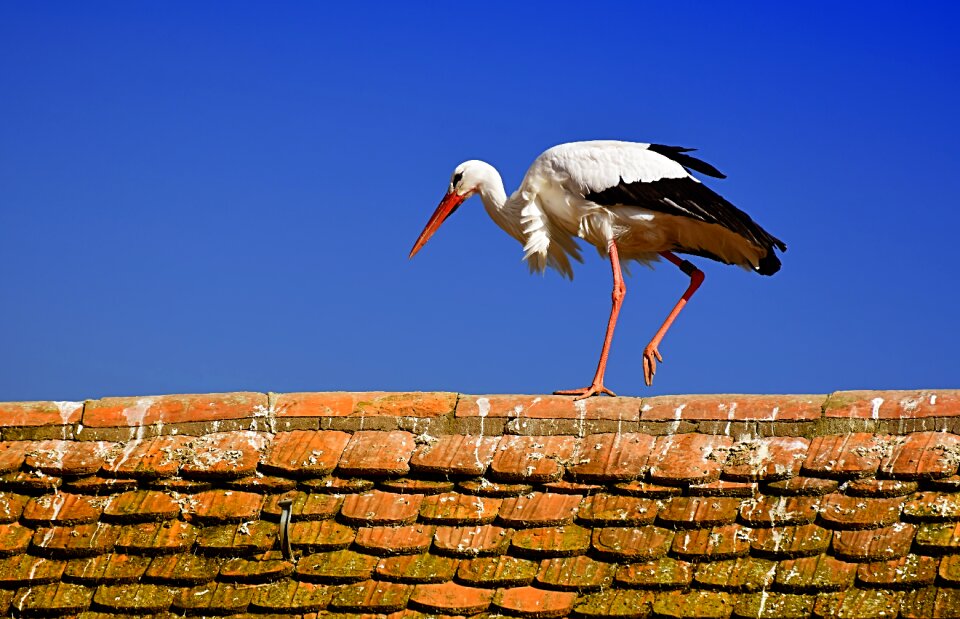 Plumage nature animals