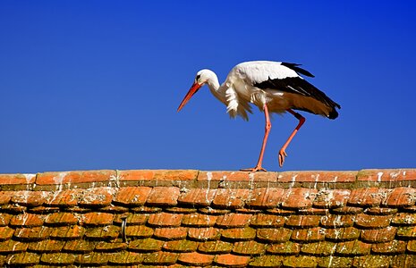 Plumage nature animals