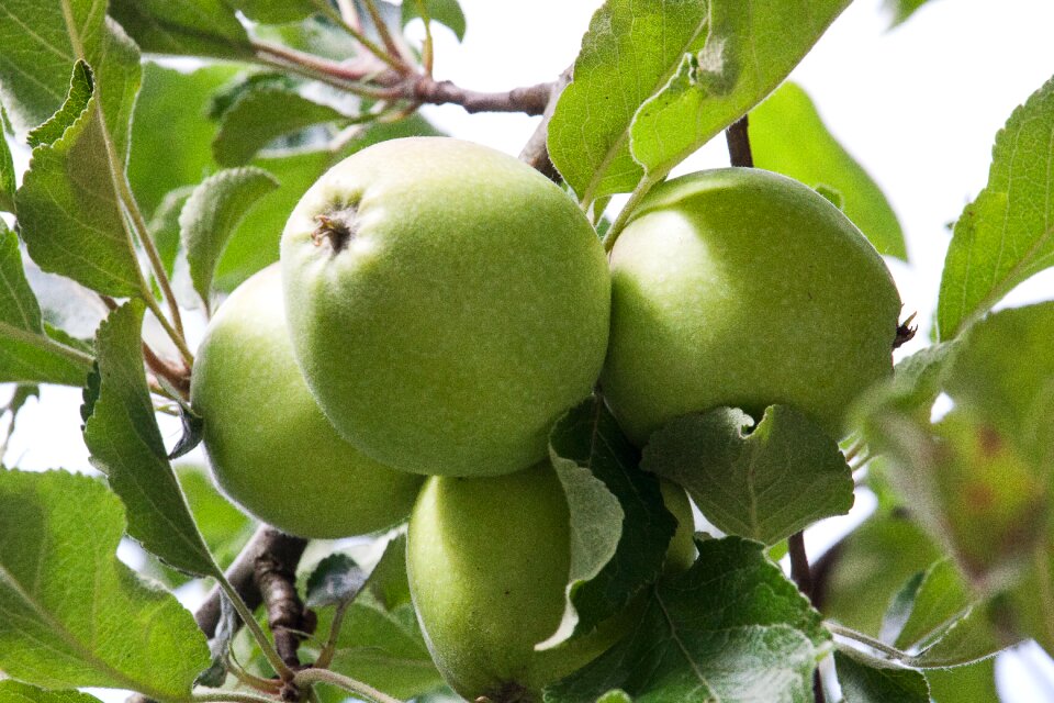Fruit fruit trees nature