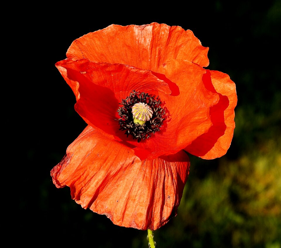 A flower of the field spring poppy flower