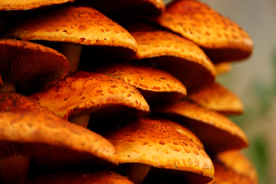 Mushrooms food mushroom