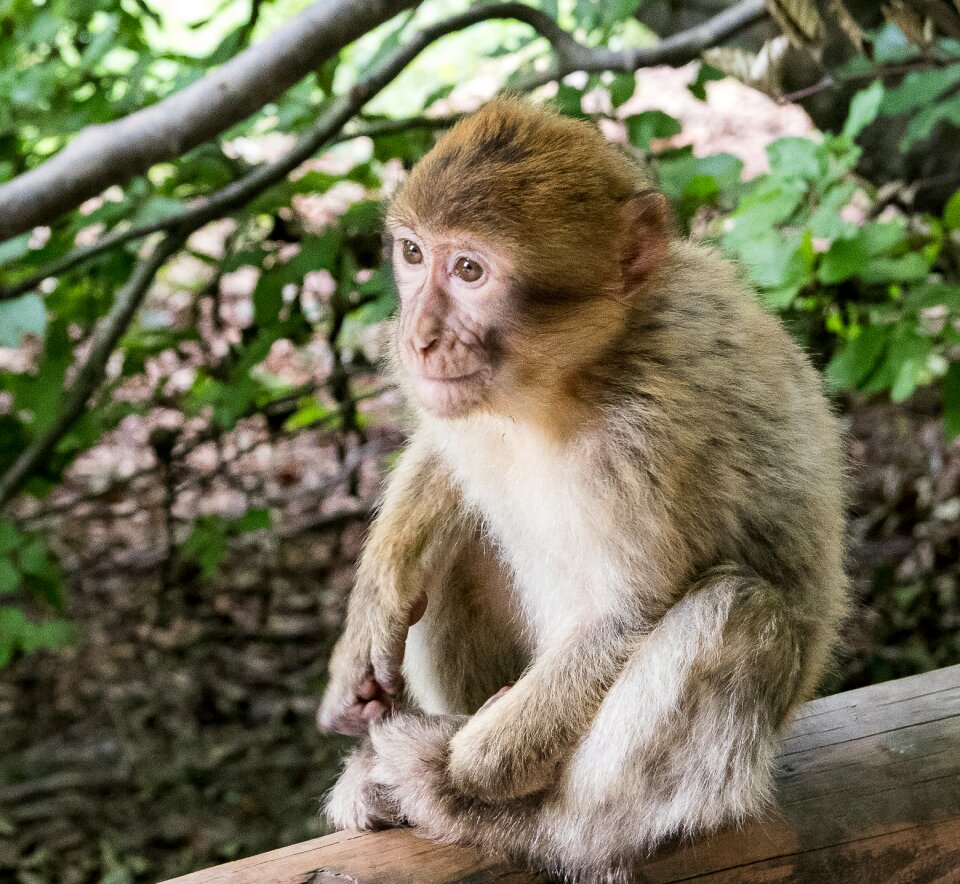 Animal mammal animal world