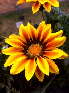 Yellow flower colombia plant
