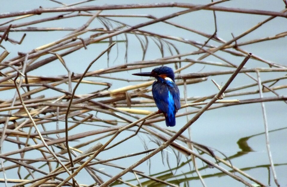 Eurasian kingfisher river kingfisher avian