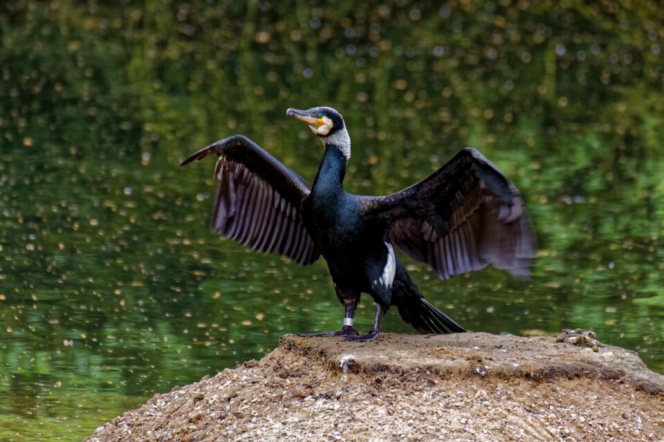 Wild animal moment nature