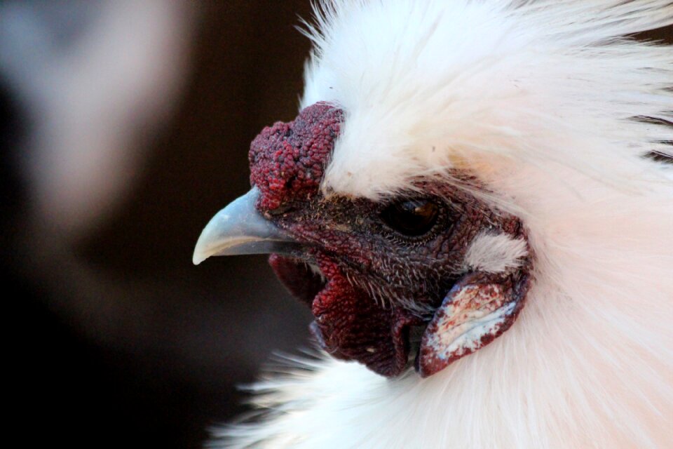 Bird feathered race home chicken photo