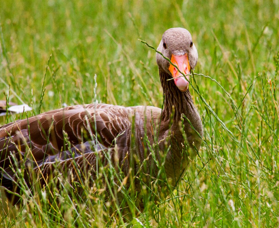 Bird nature greylag goose