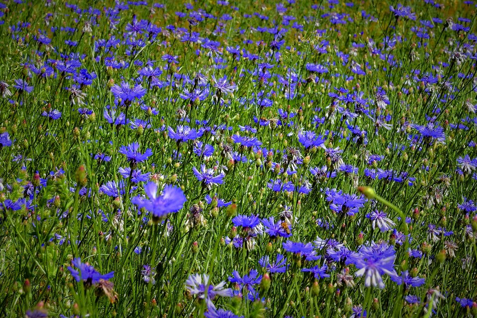 Spring nature meadow
