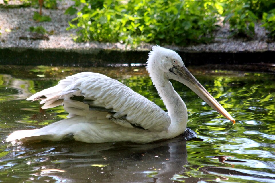 Pond wings feathered race