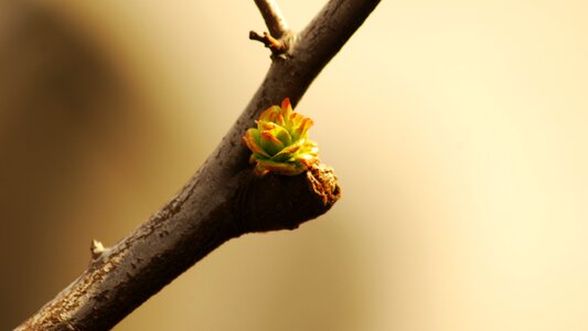 This type korea new leaf