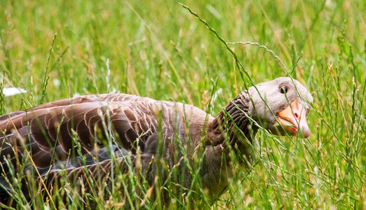 Bird nature greylag goose photo