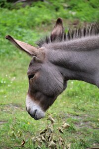 Donkey animal head photo
