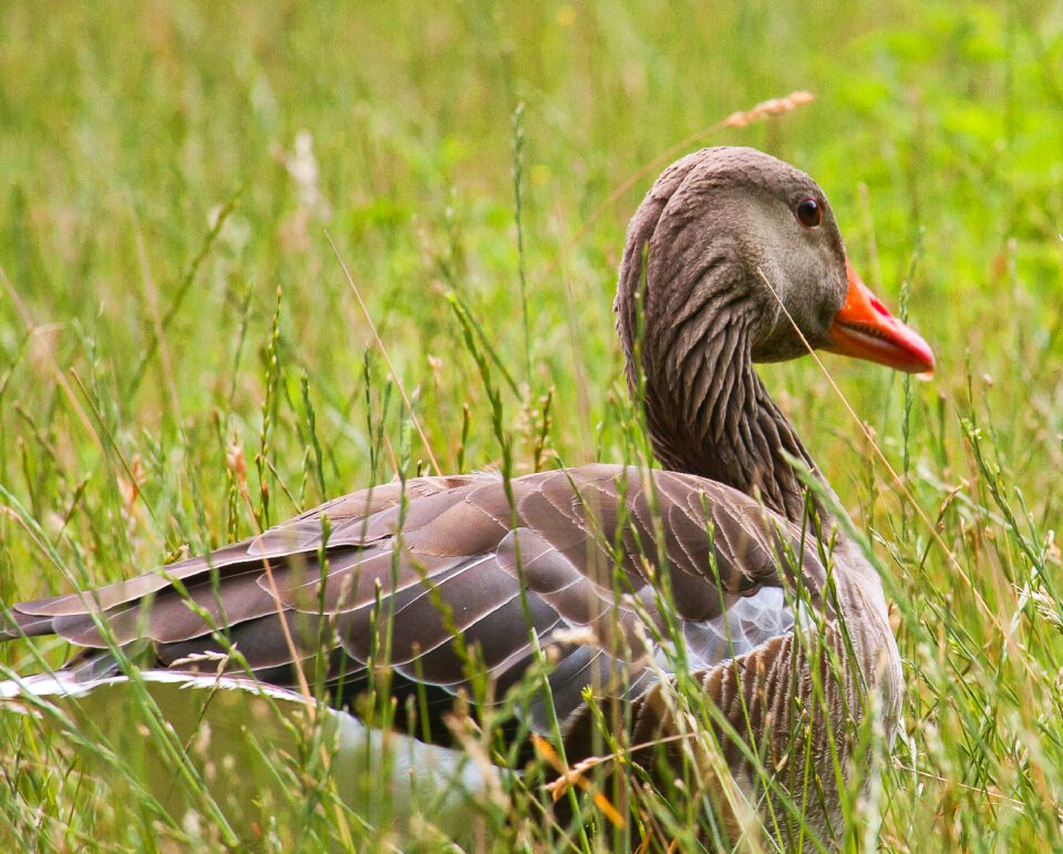 Bird nature greylag goose