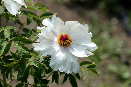 Tree peony bloom white photo