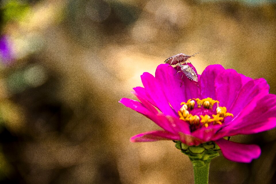 In the summer of insect flower