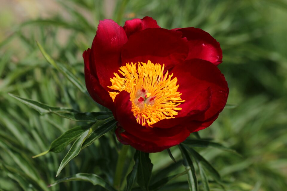 Beautiful flower bloom