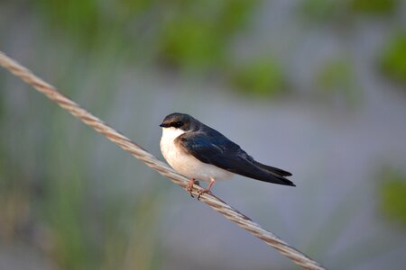 Swallow bird nature