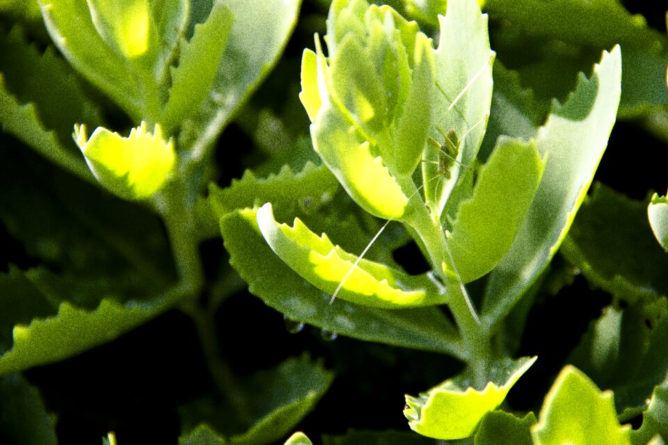Summer insect grass