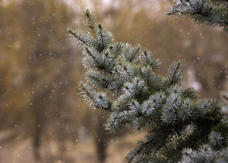 Woods snow branch