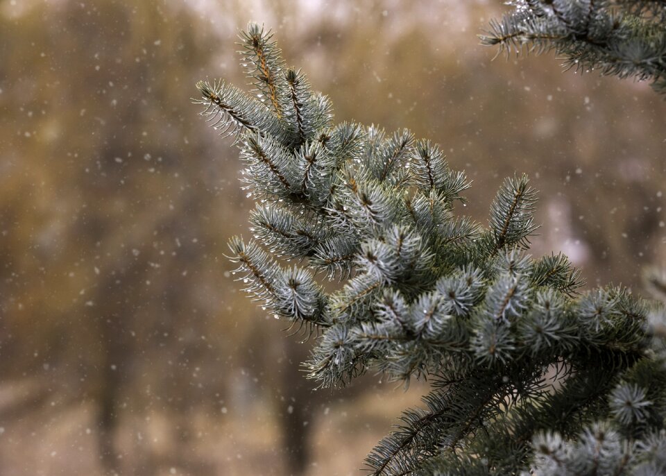 Woods snow branch photo