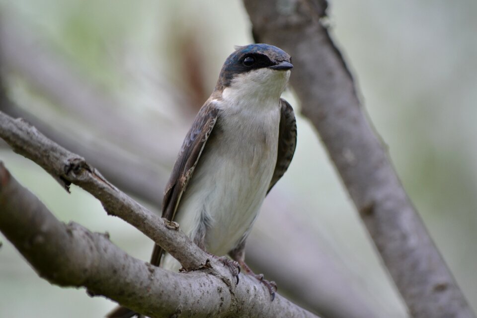 Swallow tree trunk bird