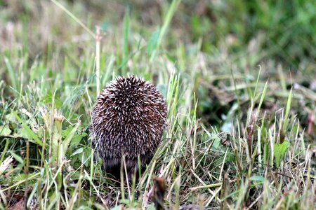 Far eastern hedgehog animal grass