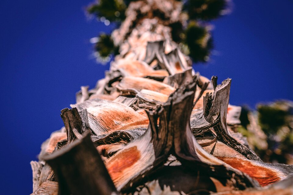 Palm tree close shot palm tree bottom shot palm tree