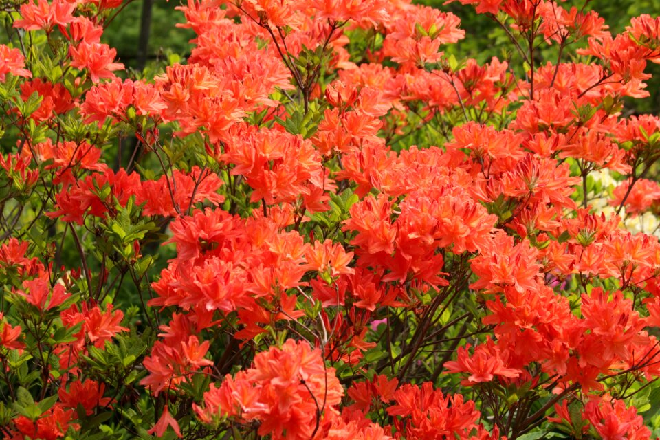 Flowers shrub nature