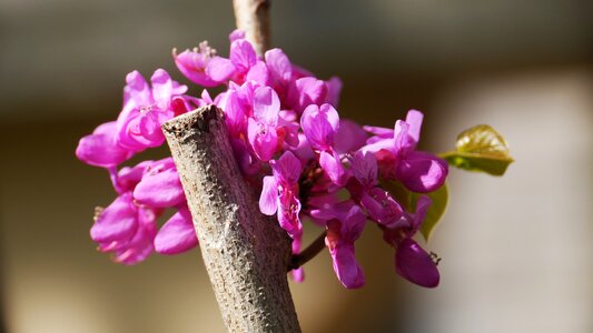 Nature petal this type
