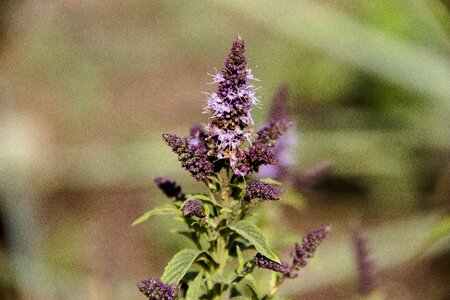Herbs aroma healthy