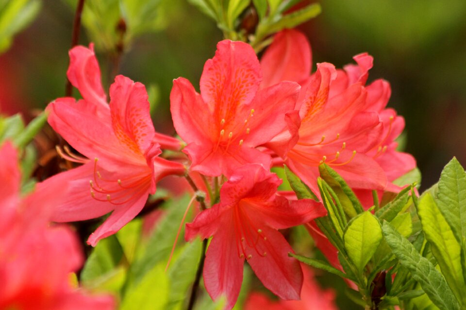 Flowers shrub nature photo