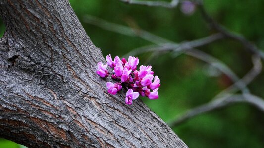 Nature petal this type