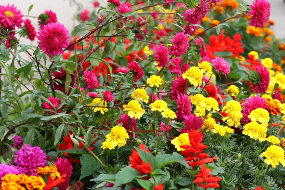 Marigold sage rabatka