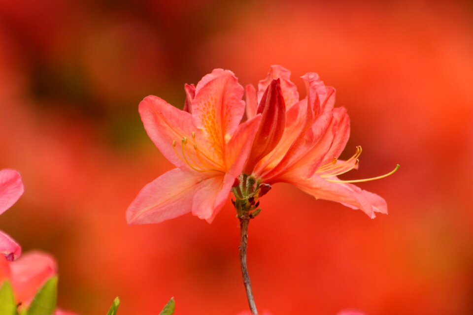 Flowers shrub nature