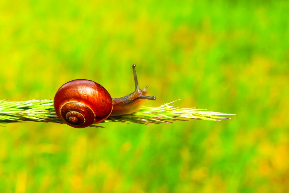 Animals nature invertebrates