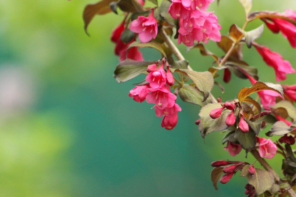 Pink flowers summer green
