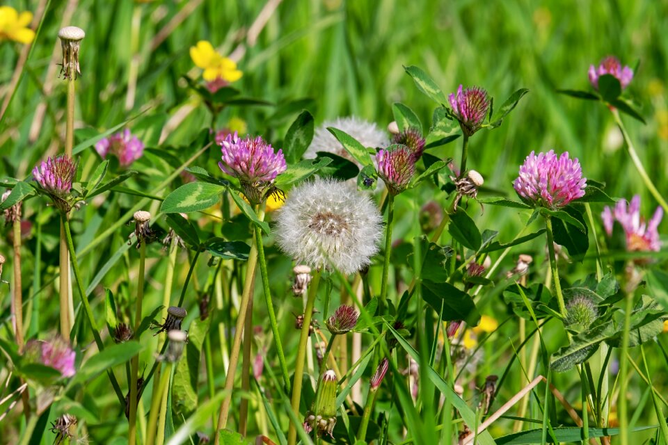 Wiesenklee blossom bloom