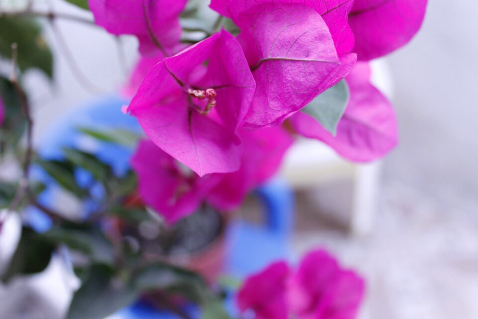 Flores fotografía de flores flores hermosas