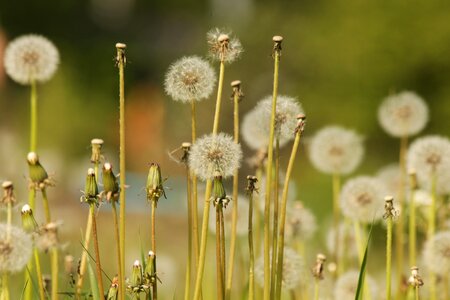 Plants flowers nature