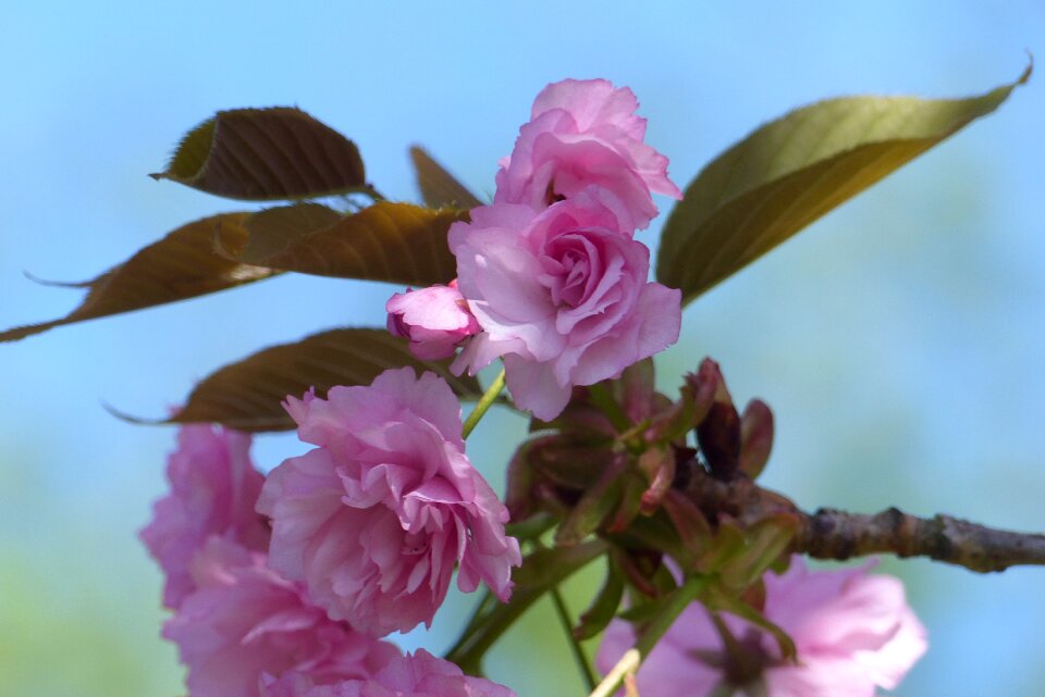 Cherry blossom pink spring