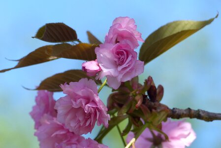 Cherry blossom pink spring photo