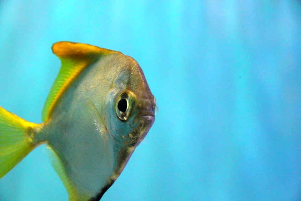 Aquarium underwater blue