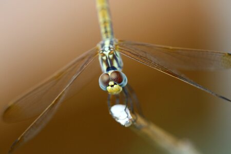 Wings dragonfly macro photo