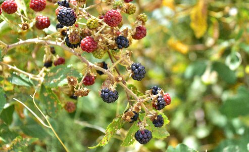 Natural blackberries wild fruits