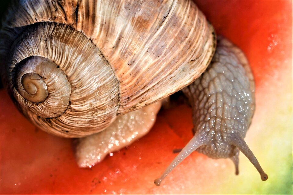 Crawl slowly close up